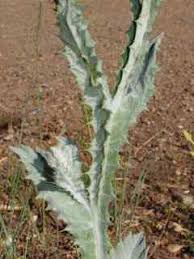 Image result for Onopordum acanthium