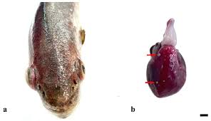 Image result for Argyrosomus coronus