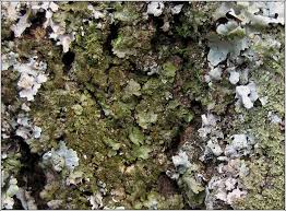 Attēlu rezultāti vaicājumam “Melanohalea exasperata”