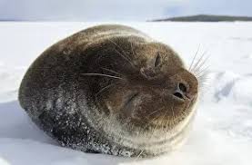 Image result for Pusa hispida