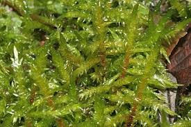 Attēlu rezultāti vaicājumam “Calliergonella cuspidata sporophyte”