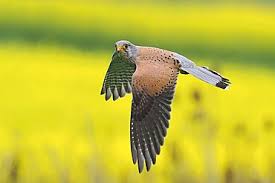 Attēlu rezultāti vaicājumam “Falco tinnunculus adult”