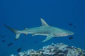 Image result for Carcharhinus limbatus