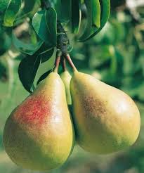 Attēlu rezultāti vaicājumam “Pyrus communis”