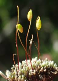 Attēlu rezultāti vaicājumam “Bryum”