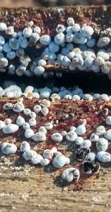 Attēlu rezultāti vaicājumam “Badhamia panicea”