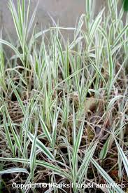 Attēlu rezultāti vaicājumam “Arrhenatherum elatius”