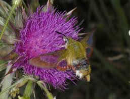 Attēlu rezultāti vaicājumam “Hemaris fuciformis”