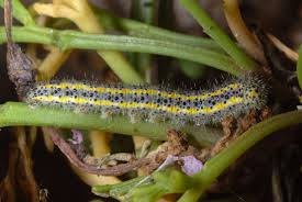 Attēlu rezultāti vaicājumam “Pontia edusa”