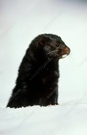 Attēlu rezultāti vaicājumam “Mustela vison”