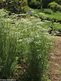 Image result for Carum carvi