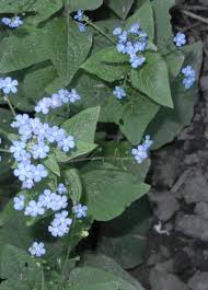 Attēlu rezultāti vaicājumam “Brunnera macrophylla”
