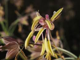 Attēlu rezultāti vaicājumam “Thalictrum minus”