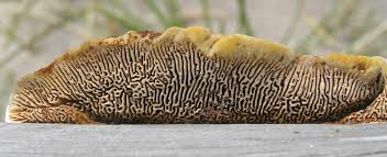 Attēlu rezultāti vaicājumam “Gloeophyllum sepiarium”