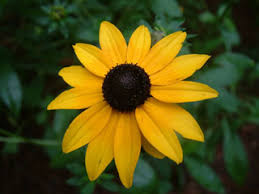Image result for Rudbeckia fulgida