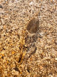 Attēlu rezultāti vaicājumam “Nepa cinerea imago”