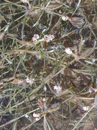 Attēlu rezultāti vaicājumam “Potamogeton rutilus”