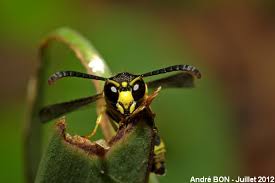 Attēlu rezultāti vaicājumam “Ancistrocerus sp. male”