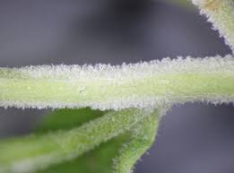 Attēlu rezultāti vaicājumam “Erysiphe galeopsidis”