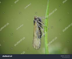 Attēlu rezultāti vaicājumam “Javesella pellucida”