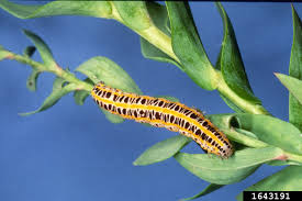 Attēlu rezultāti vaicājumam “Calophasia lunula larva”
