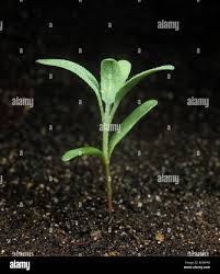 Attēlu rezultāti vaicājumam “Atriplex patula leaf”