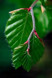 Attēlu rezultāti vaicājumam “Fagus sylvatica leaf”