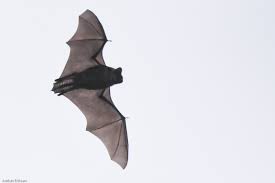 Attēlu rezultāti vaicājumam “Eptesicus nilssonii”