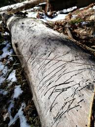 Attēlu rezultāti vaicājumam “Hylecoetus dermestoides”