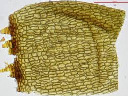 Attēlu rezultāti vaicājumam “Seligeria pusilla”