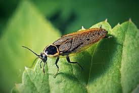 Attēlu rezultāti vaicājumam “Ectobius sylvestris male”