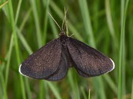 Attēlu rezultāti vaicājumam “Odezia atrata”