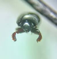 Attēlu rezultāti vaicājumam “Histeridae”