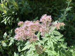 Image result for Eupatorium cannabinum