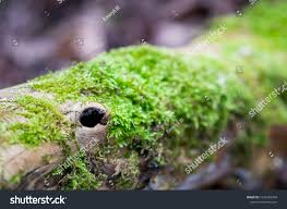 Attēlu rezultāti vaicājumam “Pleurozium schreberi sporophyte”