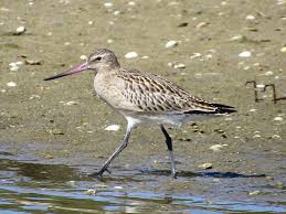 Attēlu rezultāti vaicājumam “Limosa lapponica adult”