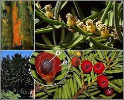 Attēlu rezultāti vaicājumam “Taxus baccata male flower”