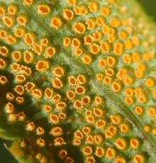 Attēlu rezultāti vaicājumam “Puccinia urticata”