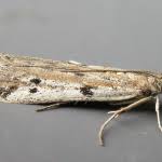 Attēlu rezultāti vaicājumam “Phycitodes binaevella”