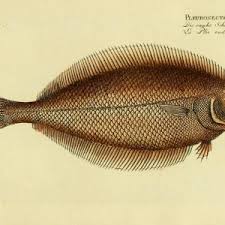 Image result for Hippoglossoides platessoides