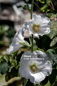 Attēlu rezultāti vaicājumam “Malva moschata alba flower”
