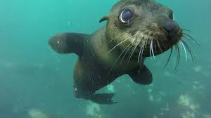 Image result for Wyndley Seals Snorkelling Club