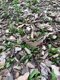 Attēlu rezultāti vaicājumam “Inula britannica leaf”
