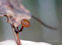 Attēlu rezultāti vaicājumam “Myriosclerotinia scirpicola”