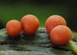 Attēlu rezultāti vaicājumam “Lycogala exiguum aggr. macro”