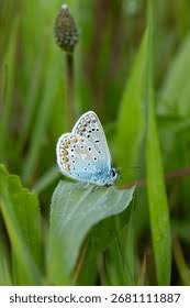 Attēlu rezultāti vaicājumam “Polyommatinae”