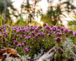 Attēlu rezultāti vaicājumam “Thymus serpyllum flower”