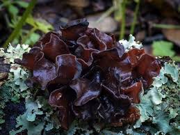 Attēlu rezultāti vaicājumam “Tremella ramalinae”