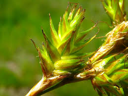 Attēlu rezultāti vaicājumam “Carex praecox”