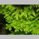 Attēlu rezultāti vaicājumam “Riccardia multifida”